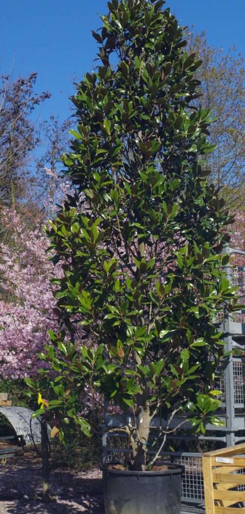 Pépinières De L&126.jpg039;Authion Ao P1 MAGNOLIA Grandiflora 'Galissonnière' 126