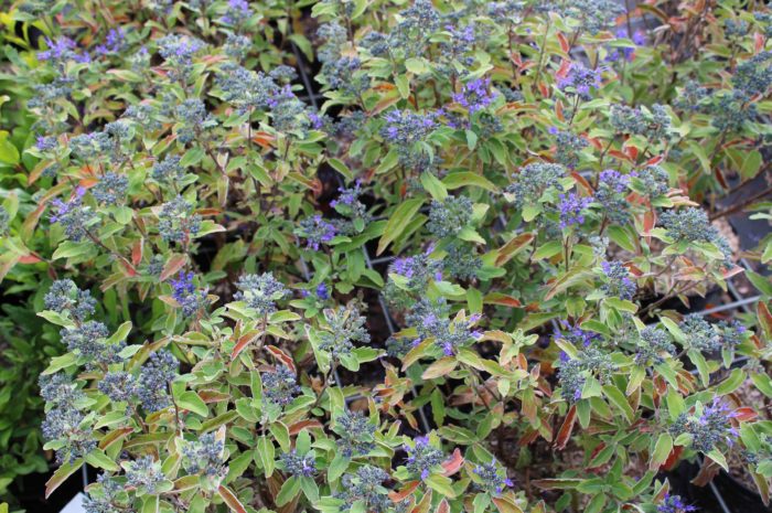 Pépinières De L&137.jpg039;Authion Ce1 CARYOPTERIS Grand Bleu 137