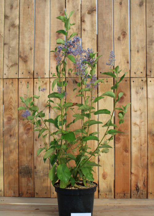 Pépinières De L&138.jpg039;Authion Ce2 CEANOTHUS Gloire De Versailles 138