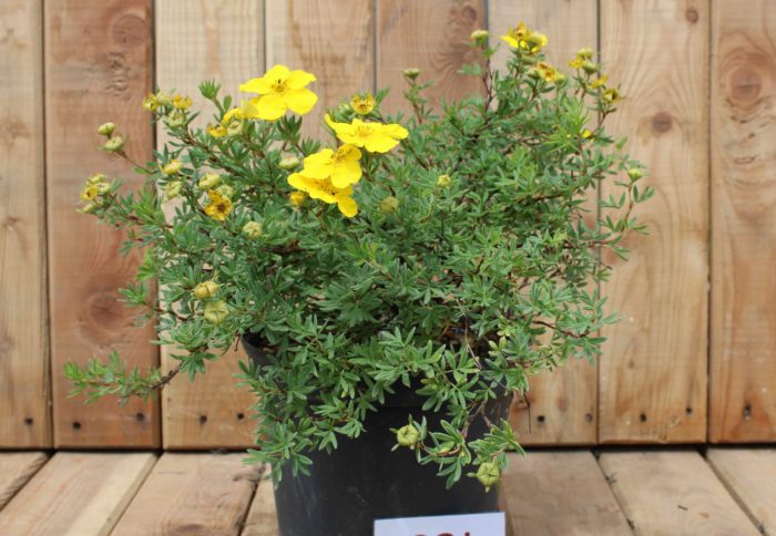 Pépinières De L&141.jpg039;Authion Ce5 POTENTILLA Fruticosa 'Kobold' 141