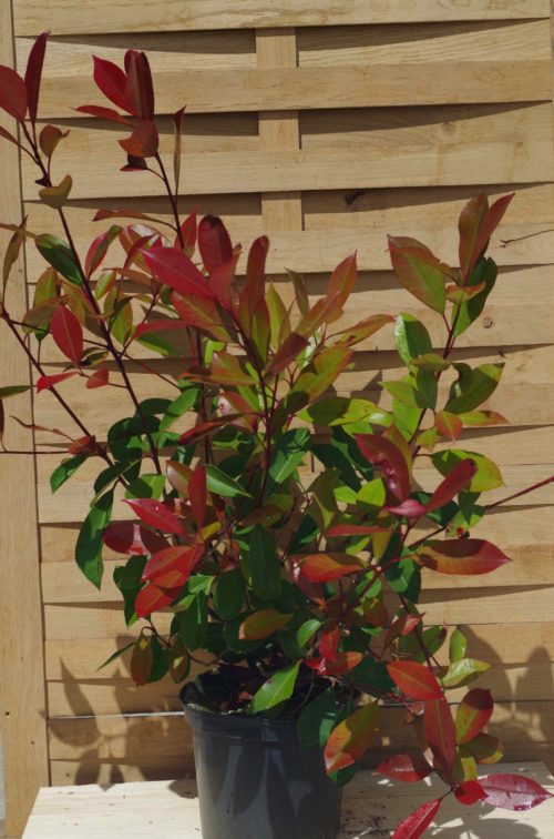 Pépinières De L&151.jpg039;Authion P4 PHOTINIA X Fraseri Red Robin 151