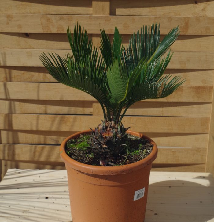 Pépinières De L&178.jpg039;Authion Pm4 CYCAS Revoluta C5l 178