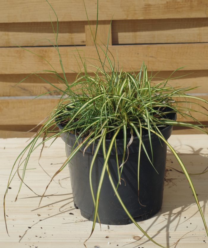 Pépinières De L&183.jpg039;Authion Pm1 CAREX Morrowii 'Ice Dance' 183