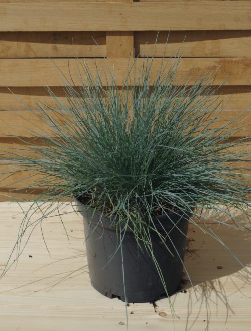 Pépinières De L&184.jpg039;Authion Pm2 FESTUCA Glauca 'Elijha Blue 184