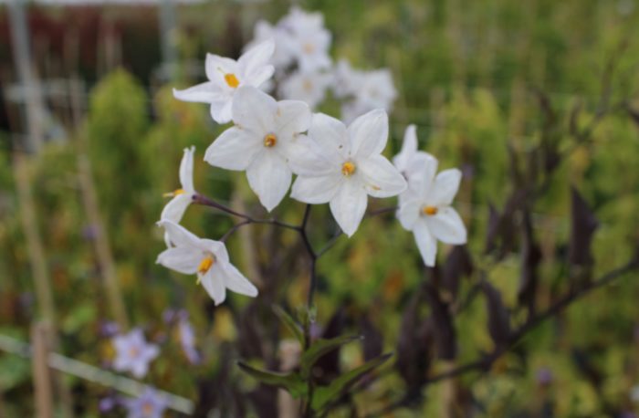 Pépinières De L&371.jpg039;Authion Pg5 SOLANUM Jasminoides Blanc 2 371