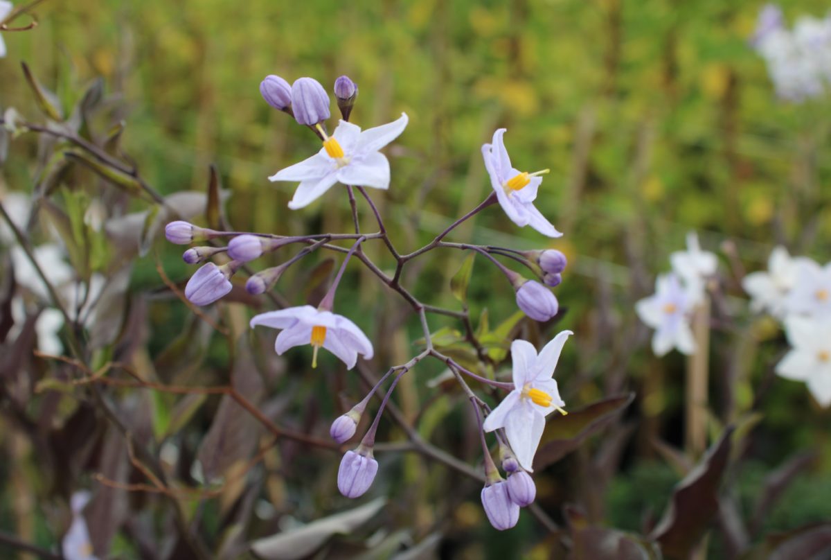 SOLANUM jasminoides Bleu Morelle faux jasmin Pépinières de l'Authion